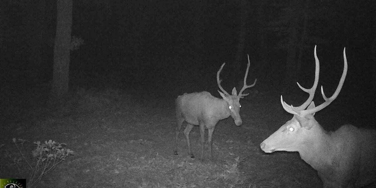 İstanbul’da yaban hayatı fotokapanla görüntülendi