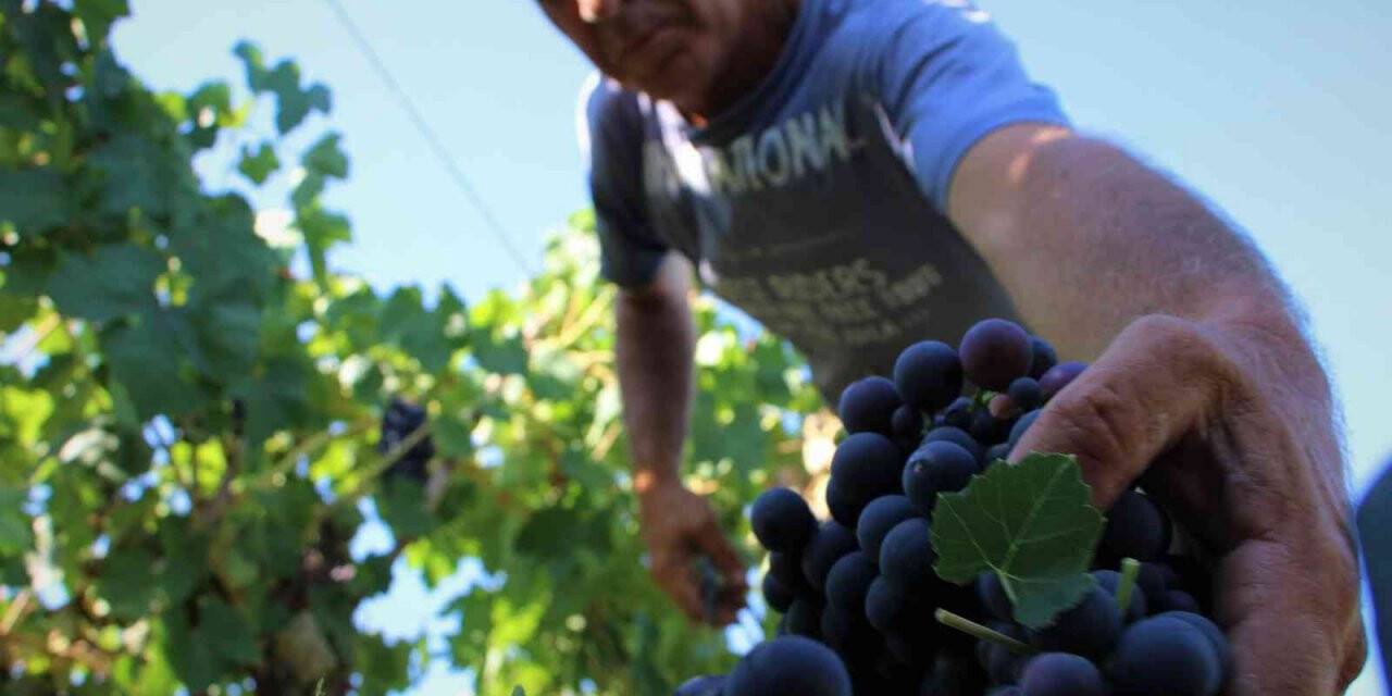 Elazığ’da 5 bin yıllık geleneksel üzüm hasadı başladı