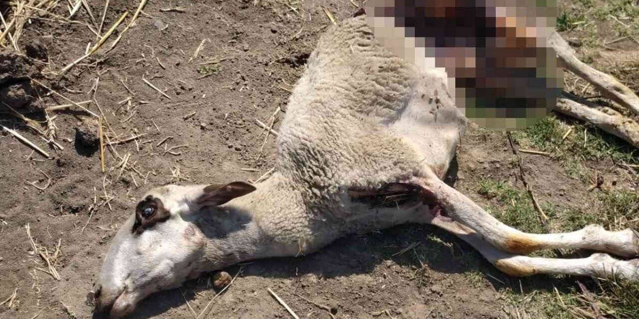 Kurt saldırısında 3 koyun telef oldu
