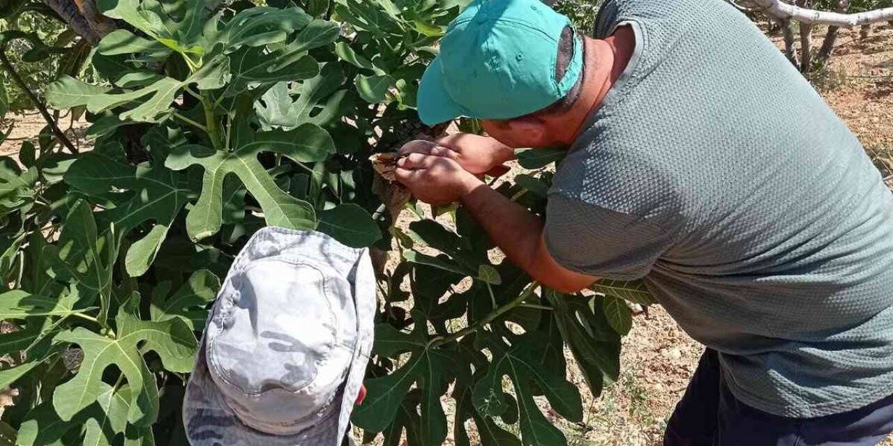 Karacasu’da ’teke böceği’ alarmı sürüyor