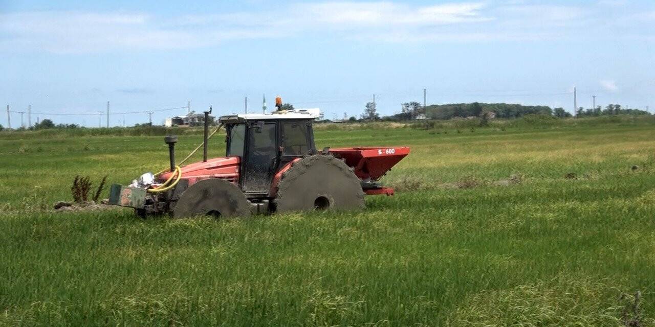 Çeltik alanlarında larva ile mücadele