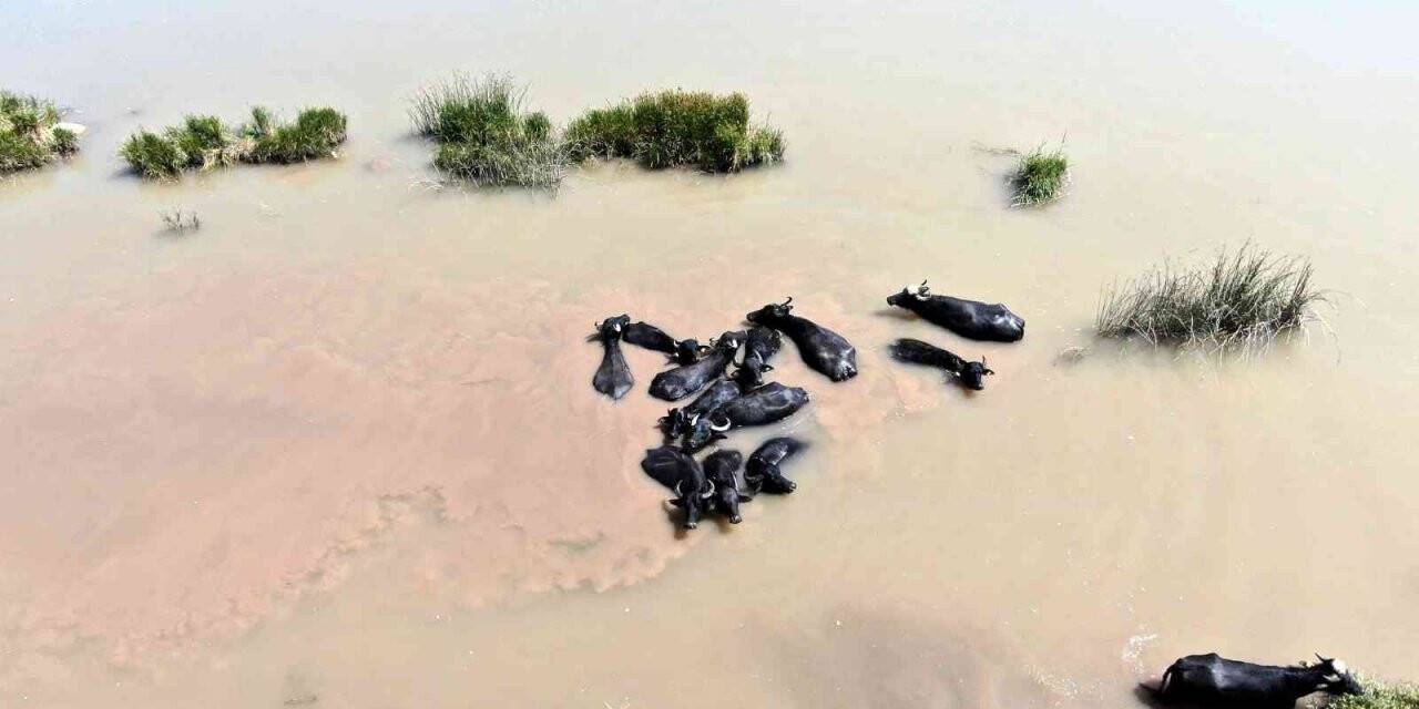 Burası Afrika değil Sivas