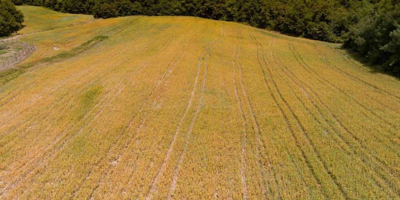 Derince’de aspir tohumları yeşerdi