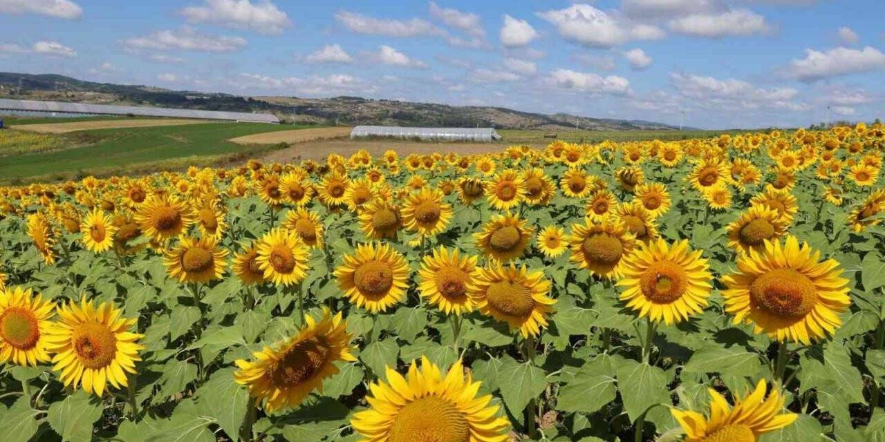 Ayçiçeği tarlaları hasat için gün sayıyor
