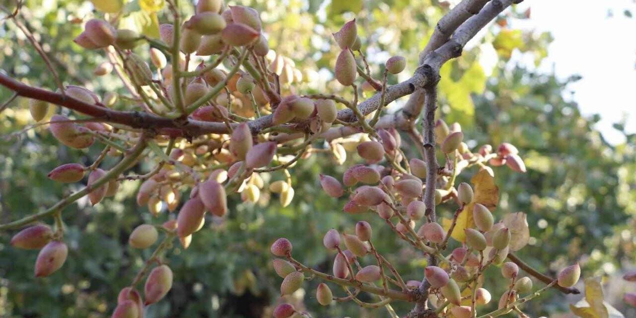 Yüksek verim beklenen Siirt fıstığı için oda başkanından ’aracı’ uyarısı