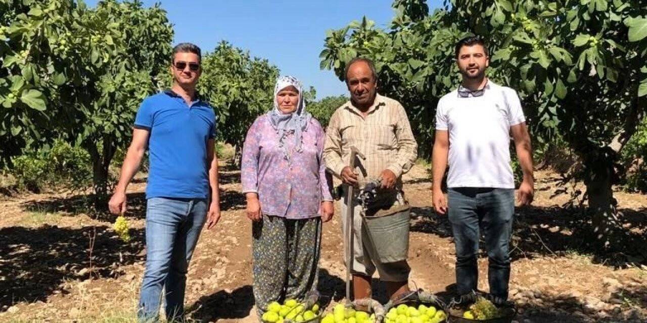 Buharkent’te incir hasadı başladı