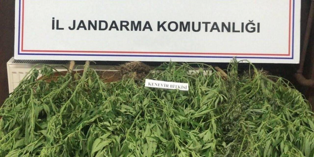 Jandarmadan kenevir operasyonu; 13 kök kenevir bitkisi ele geçirildi