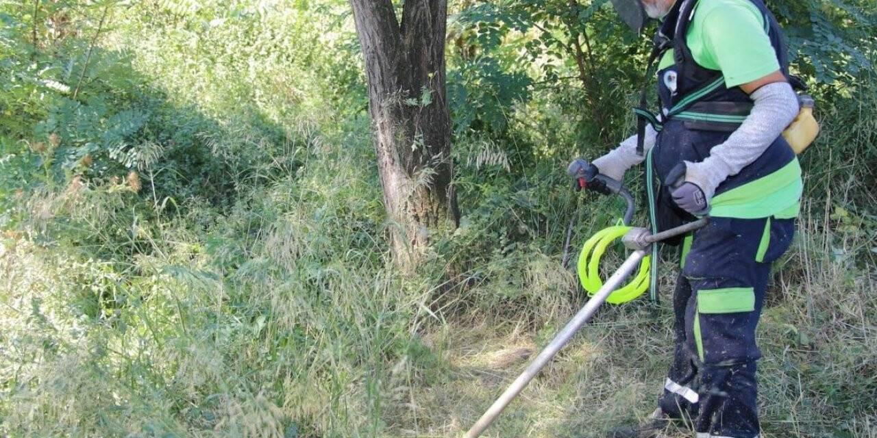 Körfez’de yabani ot biçme çalışmaları sürüyor
