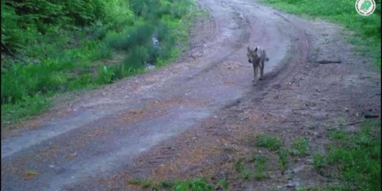 Kurtlar sakinlikleri ile dikkat çekti