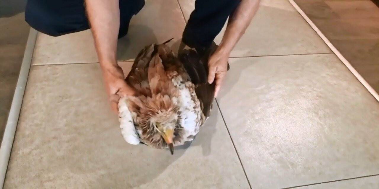 Bitkin halde bulunan kızıl akbaba, ekiplere teslim edildi