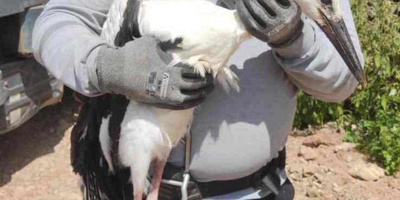 Yuvada ayağına ip dolanan leylek, ekiplerce kurtarıldı