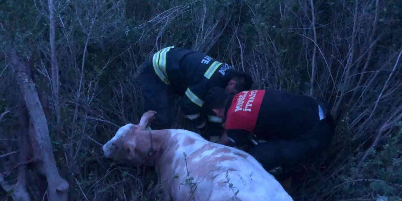 Seydikemer’de çukurda mahsur kalan inek kurtarıldı