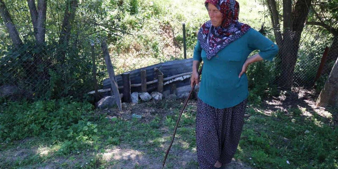 Ormana bırakılan köpeklerin saldırdığı koyunlar telef oldu