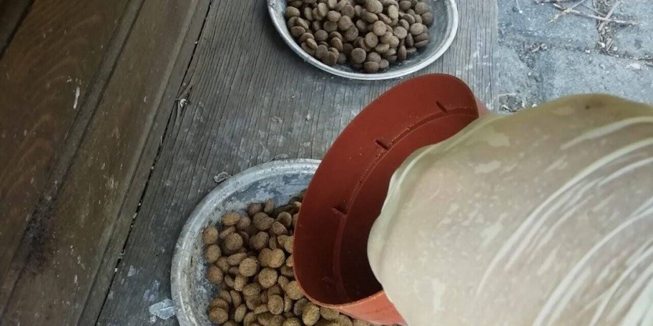 Sokak hayvanları için yemleme çalışması yapıldı