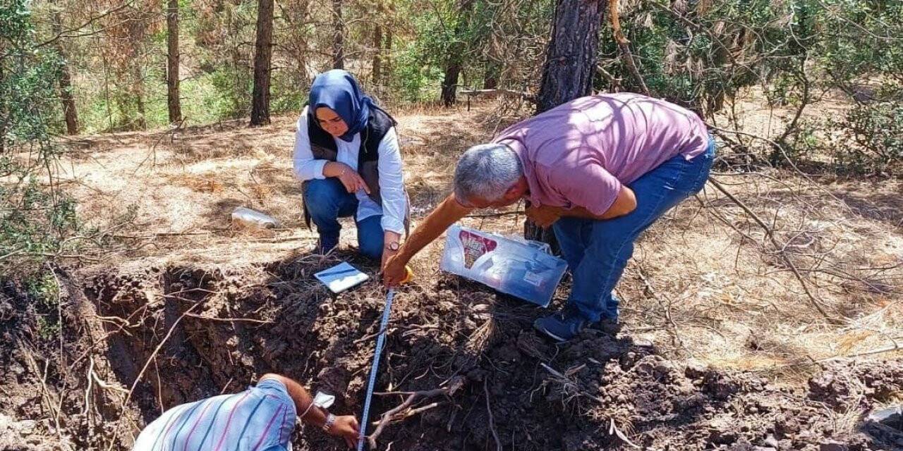 Orman zararlıları araştırılıyor