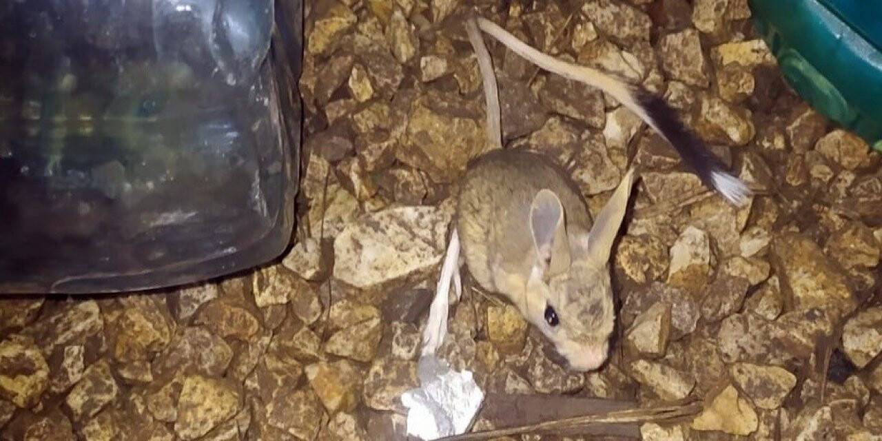 Yüksekova’da Arap tavşanı görüntülendi