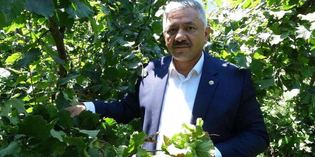 Cumhurbaşkanı, fındık fiyatını Ordu’da açıklayacak