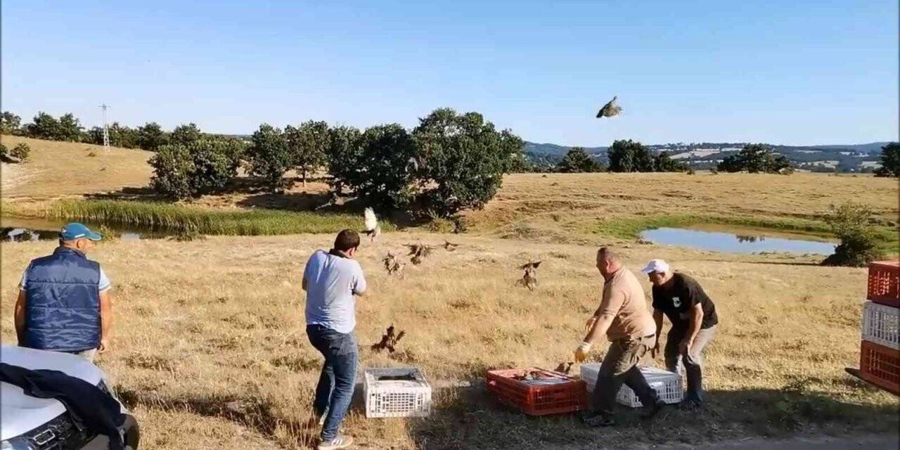 Kırklareli’nde doğaya bin keklik salındı