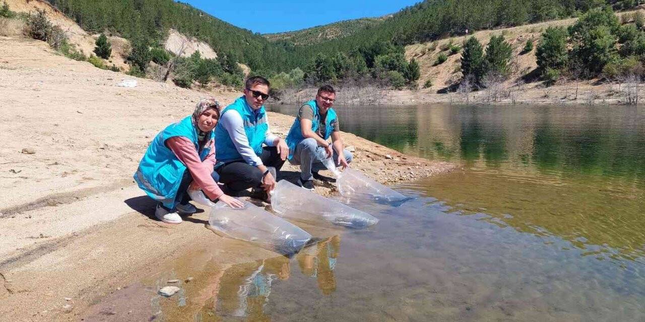 Hisarcık’ta baraj ve göletlere 40 bin yavru sazan balığı bırakıldı
