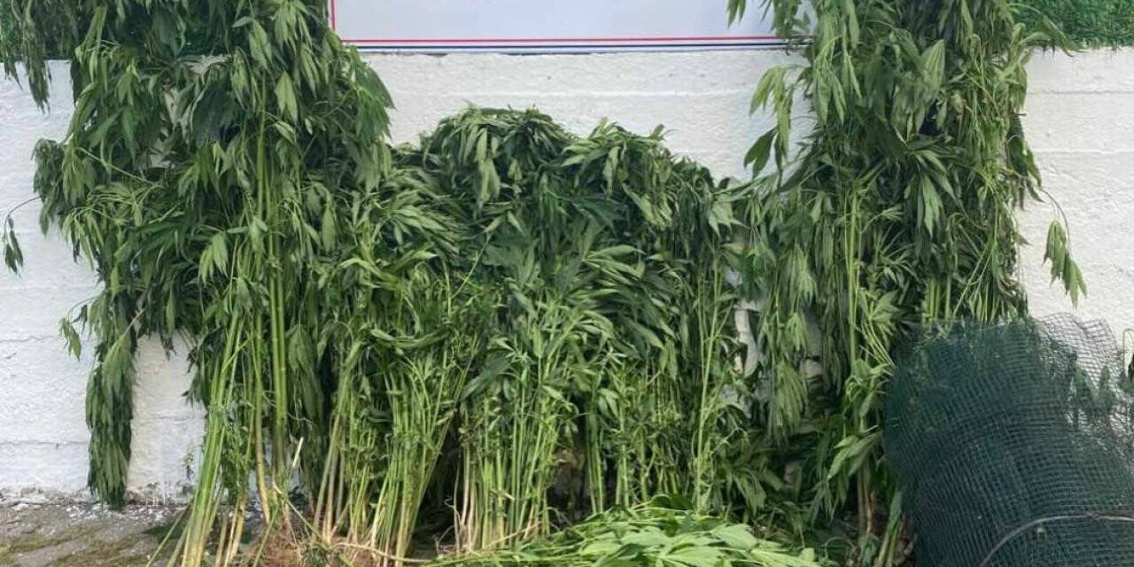 Jandarmadan uyuşturucu operasyonu: 2 gözaltı