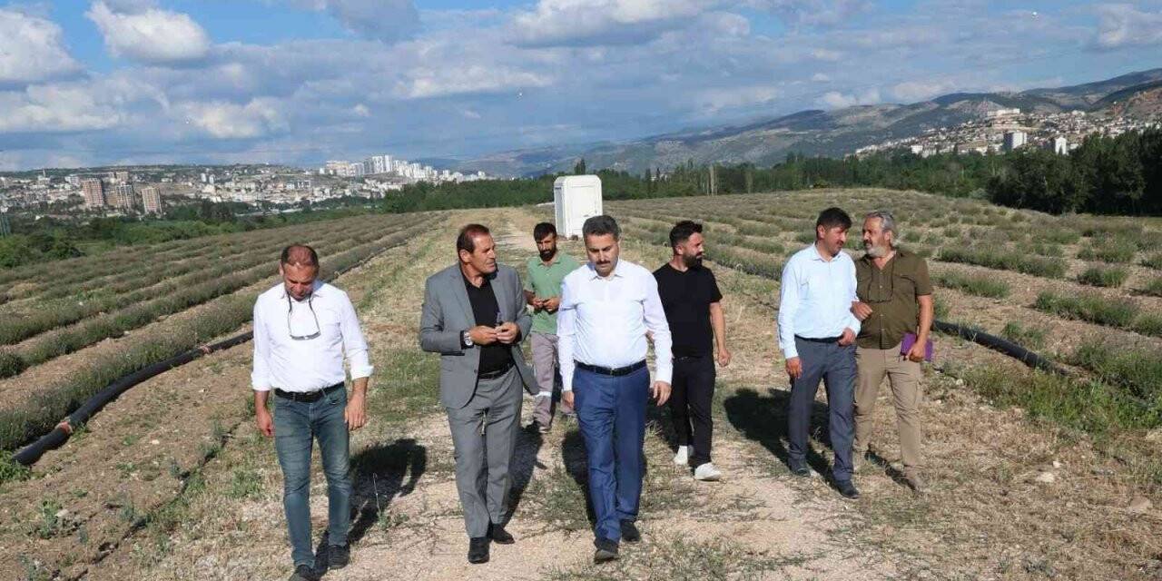 Yeni Tokat Havalimanı lavanta açacak