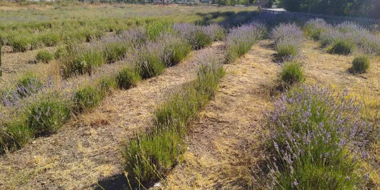 Giresun’da DOKAP desteğiyle lavanta üretimi yaygınlaştırılıyor
