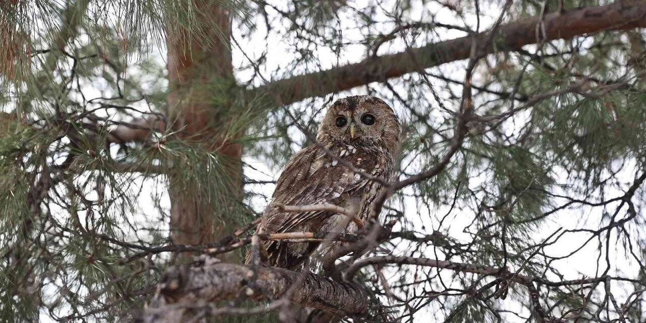 Erzincan’da tedavisi tamamlanan baykuş doğaya salındı