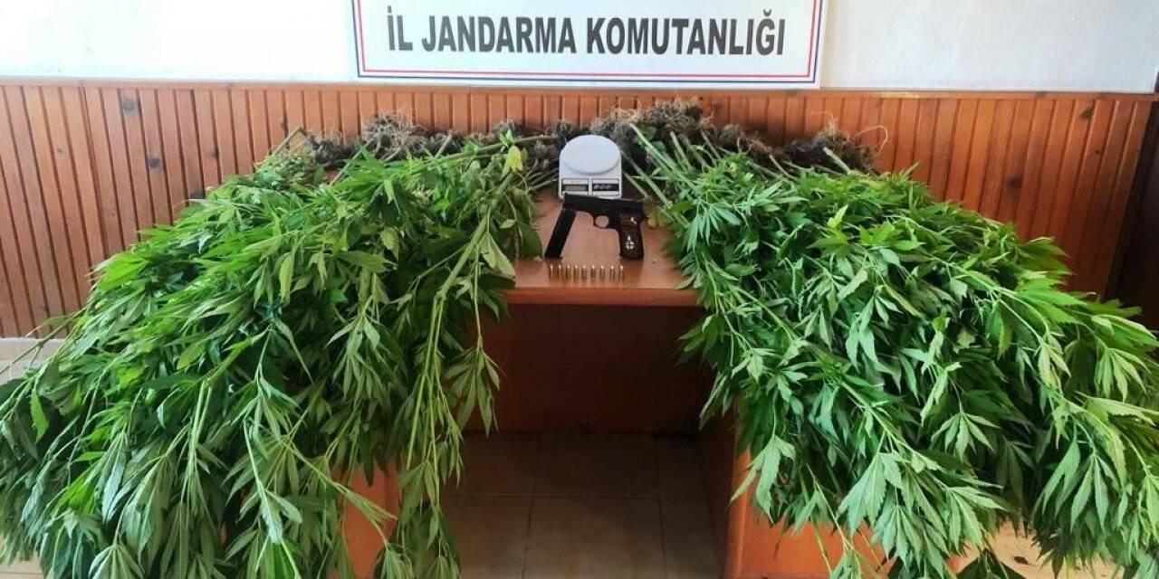 Domaniç’te 100 kök keneviri ele geçirildi