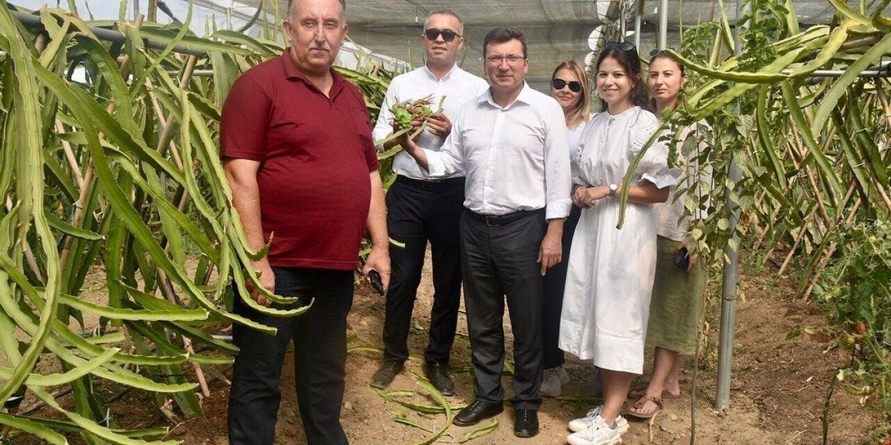 Kaymakam Şahin ’pitaya’ üreticilerini yalnız bırakmıyor