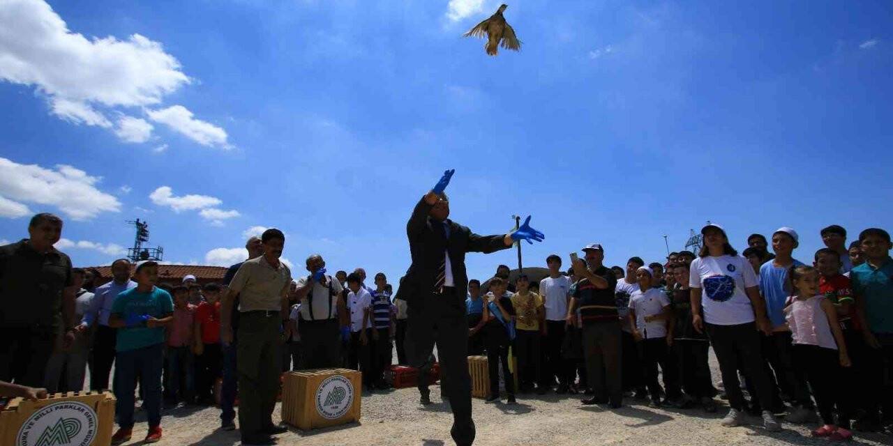 Çorum’da doğaya bin 250 kınalı keklik salındı