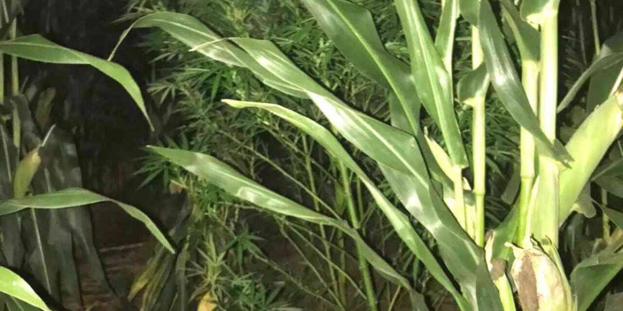 Evinde esrar, mısır tarlasında kenevir ele geçirildi