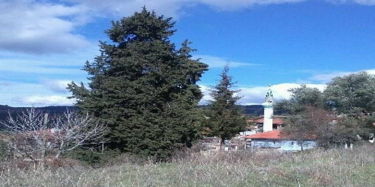 Üç asırlık ağaç koruma bekliyor