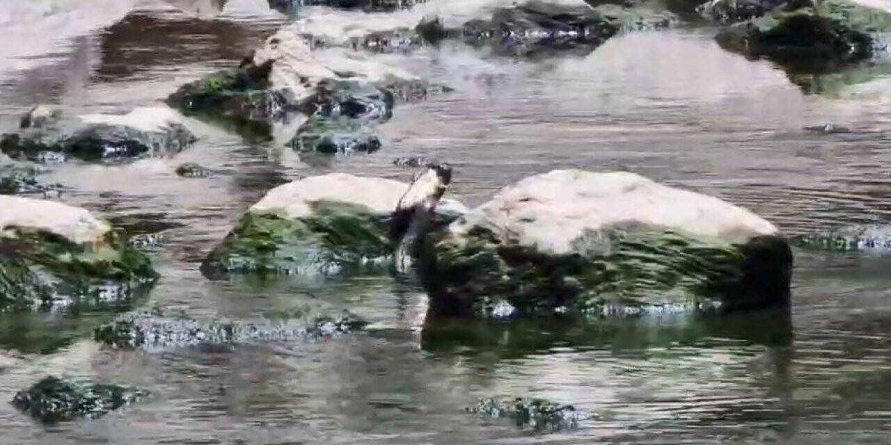 Artvin’de yılanın balık avı görüntülendi