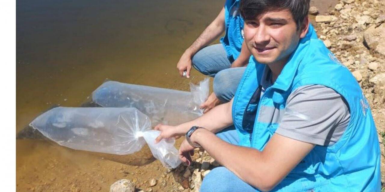Pazarlar’daki göletlere 36 bin adet pullu sazan balığı yavrusu bırakıldı
