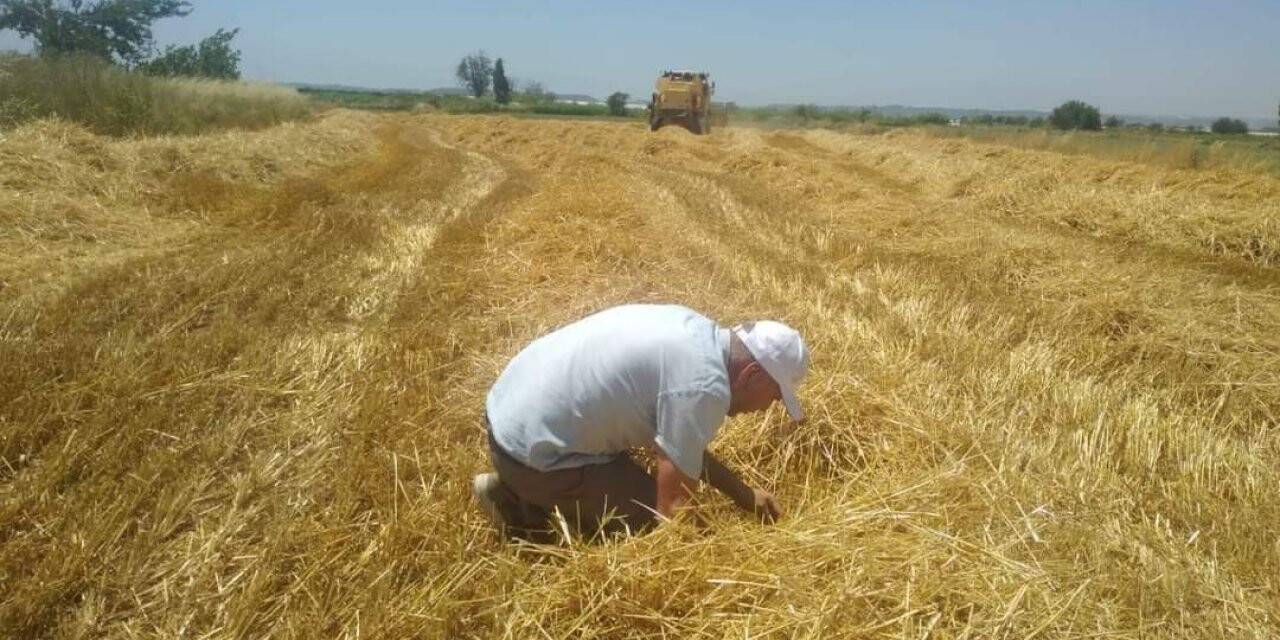 Hububat hasadının başlamasıyla biçerdöverler yönelik denetimler arttırıldı