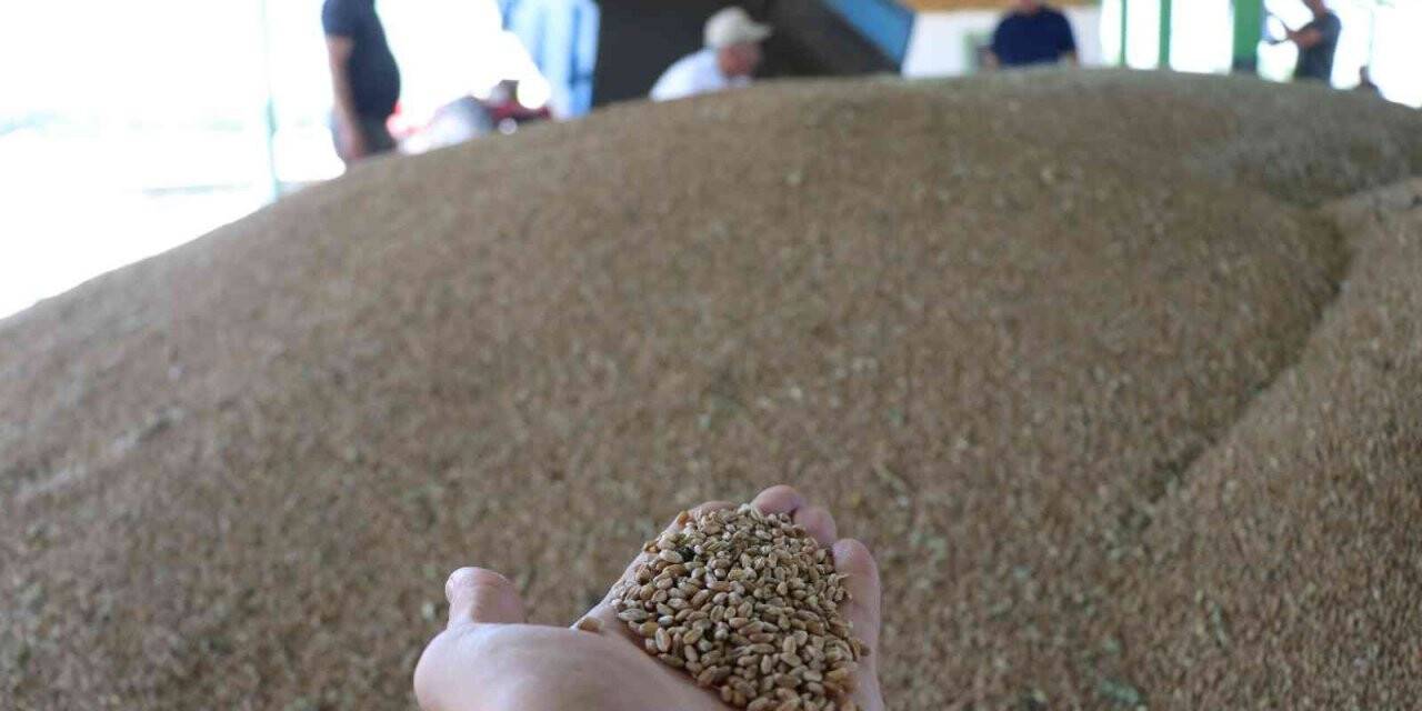 Bolu’da çiftçiler tonlarca buğdayı TMO’ya satmaya başladı
