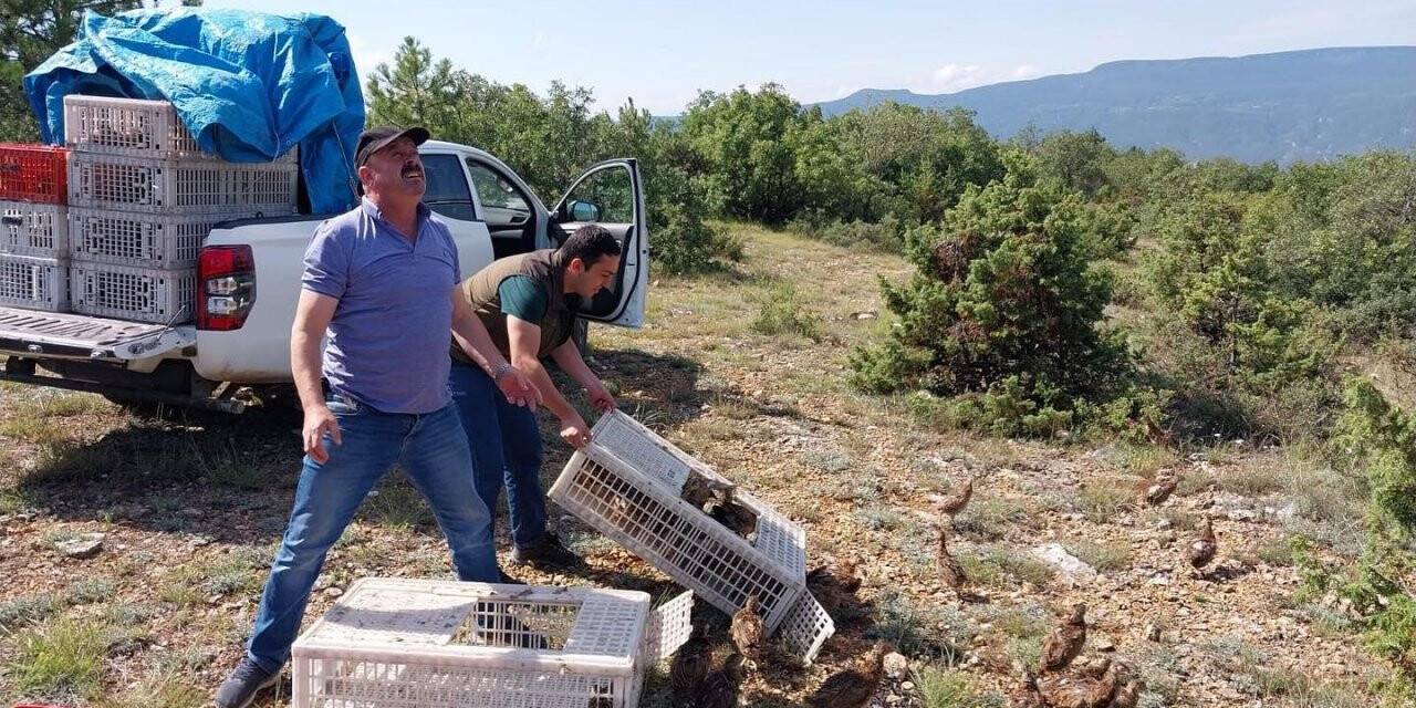 Kene düşmanı olan sülünler Karabük’te doğaya salındı