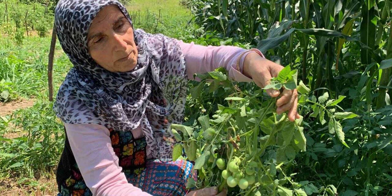 Sakarya’da şaşırtan olay: Tarlalarına patates ektiler, domates çıktı
