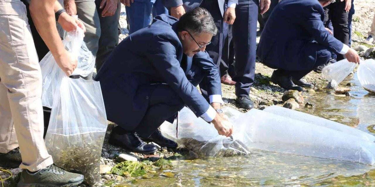 Kütahya’da 1 milyon yavru sazan balığı suya kavuştu