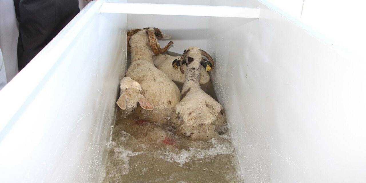 Büyükşehir’den Kulalı çiftçilere küçükbaş hayvan yıkama makinesi desteği