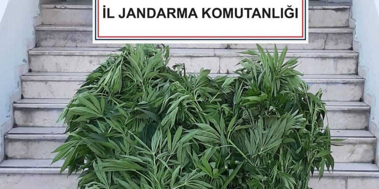 Tokat’ta 84 kök hint keneviri ele geçirildi