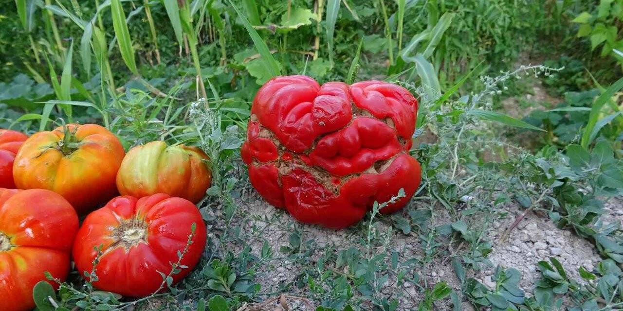 Yerli ‘Maniye’ domatesi coğrafi işaretle tescillendi