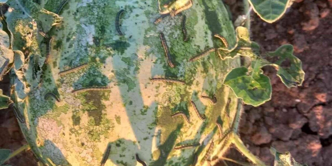 Çayır tırtılında mücadele zamanı