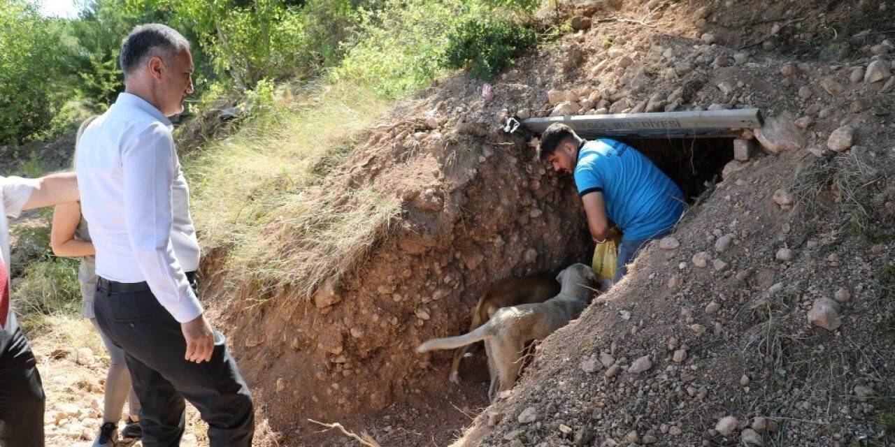 Sokak canlıları için doğal yaşam alanları oluşturuldu