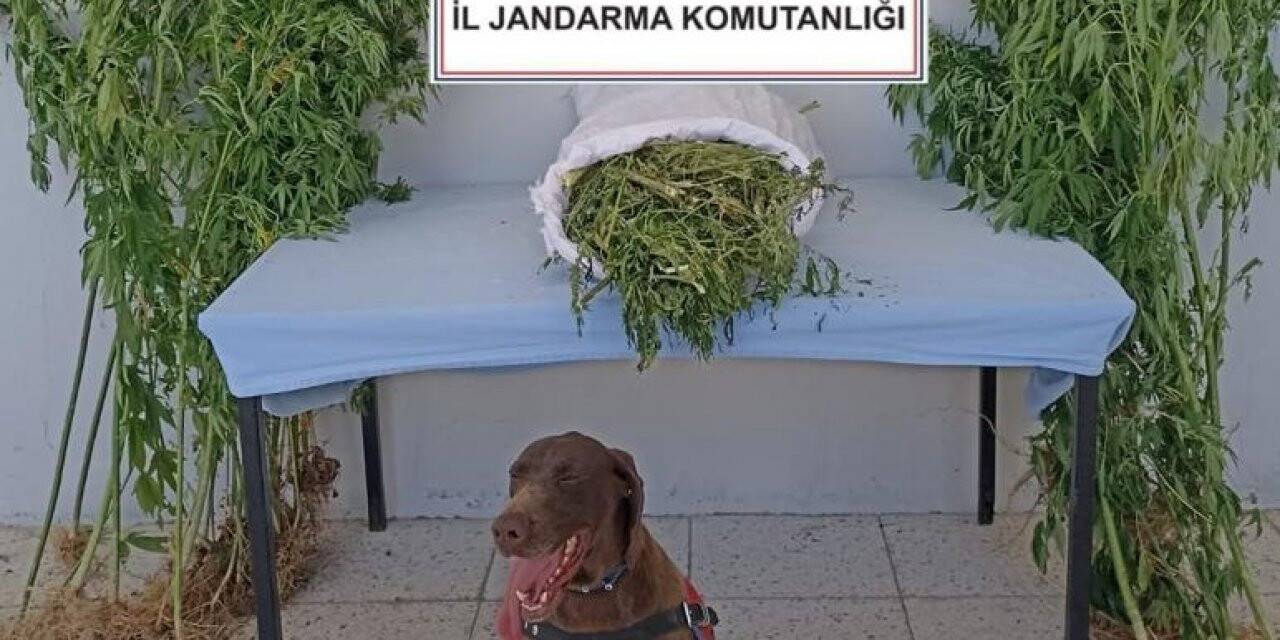 Mardin’de uyuşturucu ve tarihi eser kaçakçılığı operasyonu: 5 gözaltı