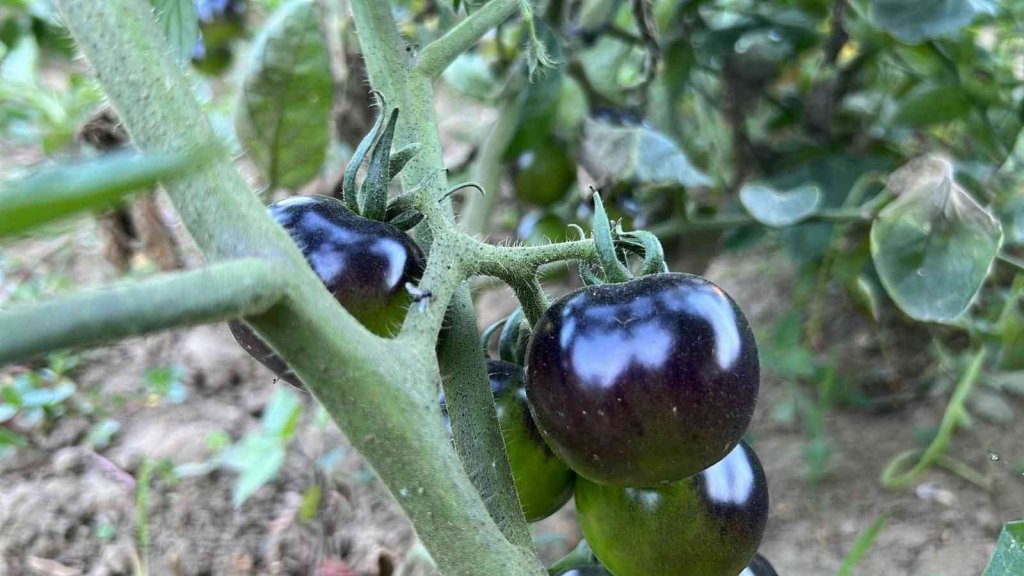 Meksika’daki arkadaşı ilham verdi, siyah domates görenleri şaşkına çeviriyor
