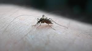 Uzmanından sivrisineklerden korunmanın "doğal" yolları