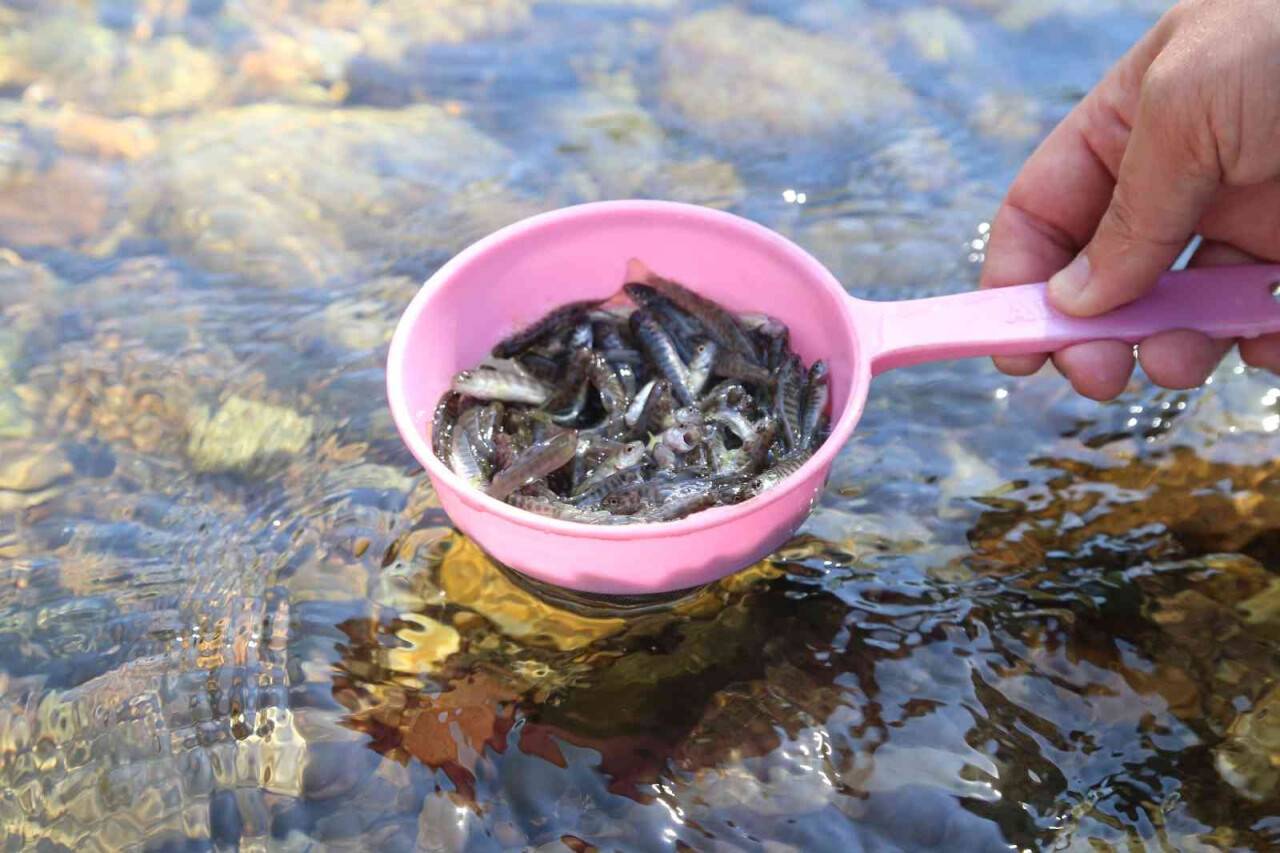 Gümüşhane’de 5 bin yavru alabalık derelere bırakıldı