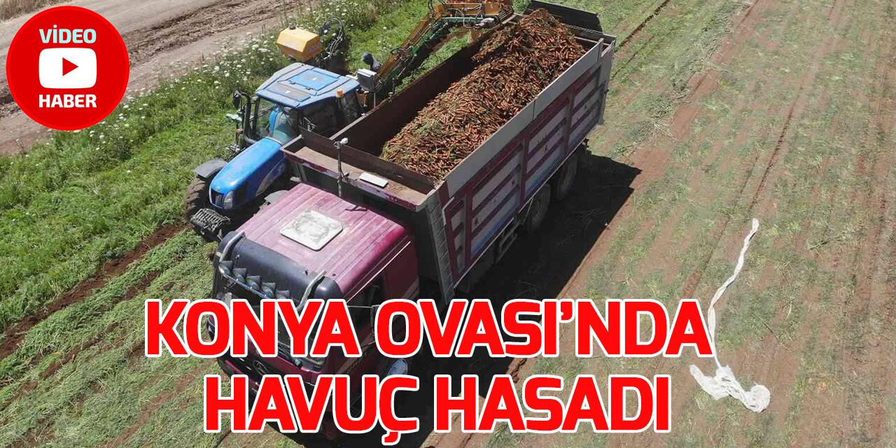 Konya Ovası’nda  havuç hasadı