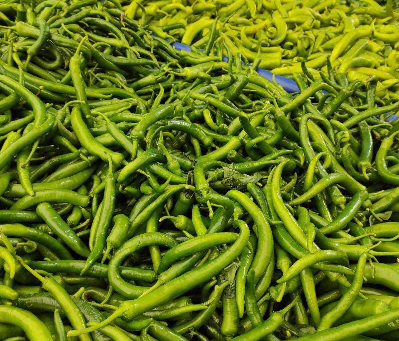 İstanbul’da Temmuz ayında en fazla pahalanan ürün biber oldu